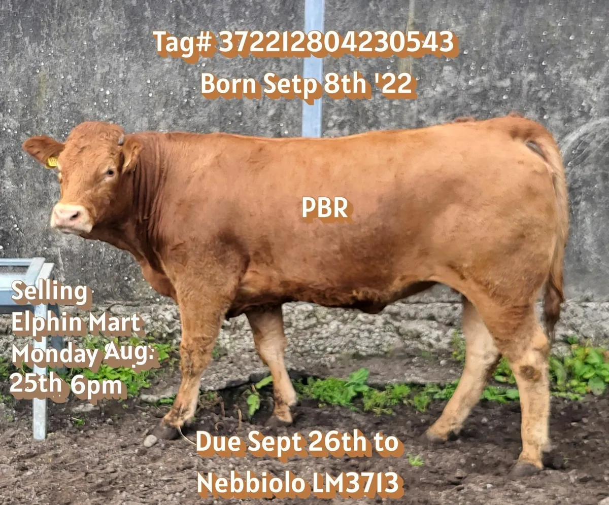 PBR Limousin Springer Heifers - Image 3
