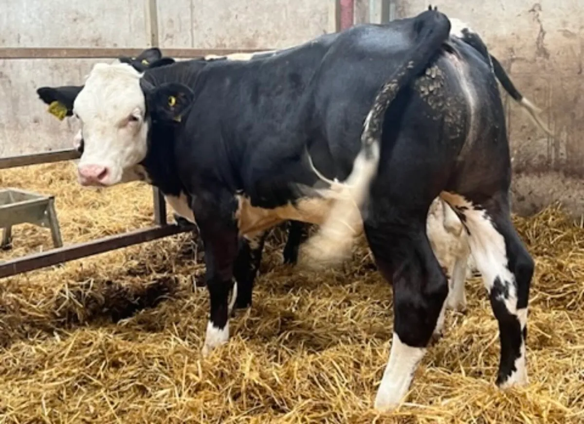 Super Blue Bull Weanlings - Image 1