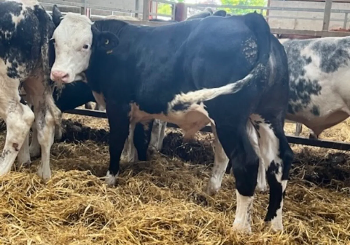 Super Blue Bull Weanlings - Image 2