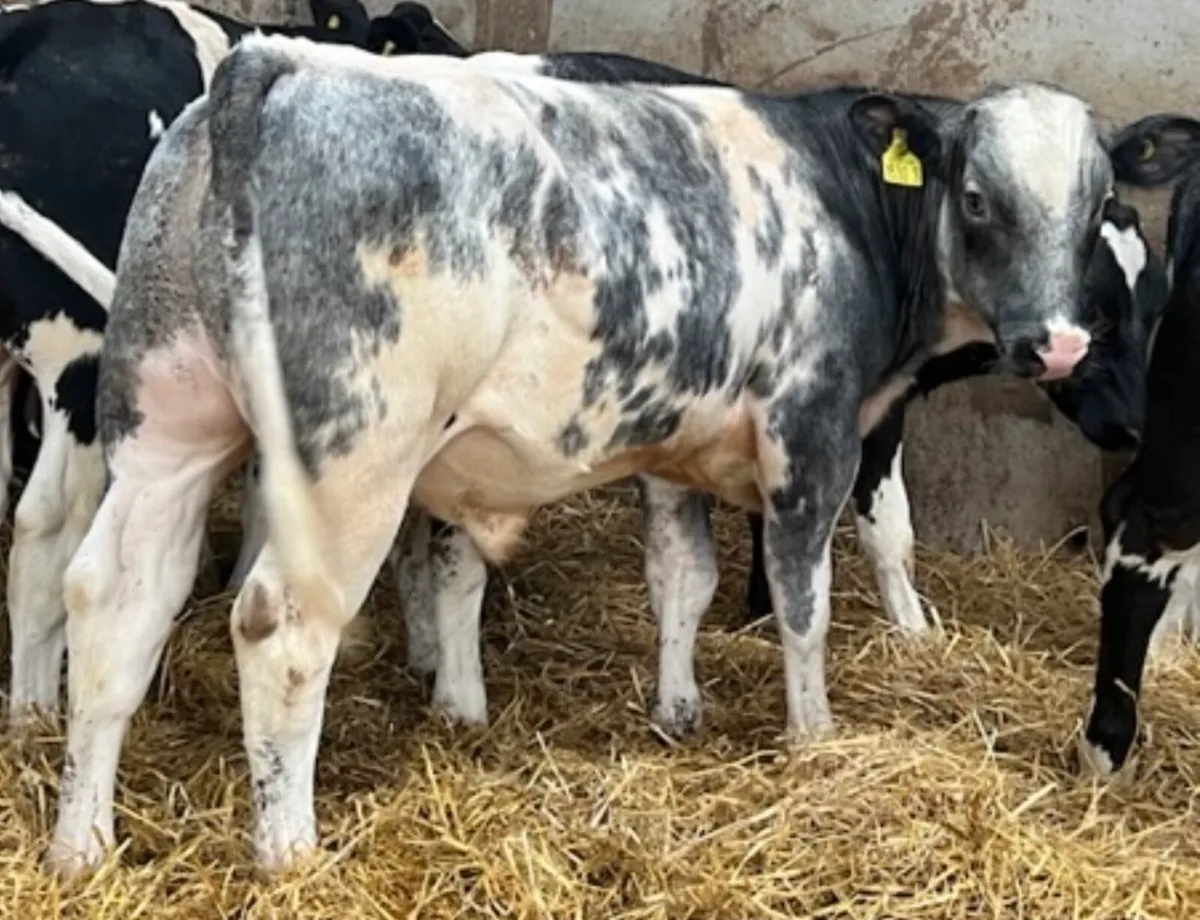 Super Blue Bull Weanlings - Image 3