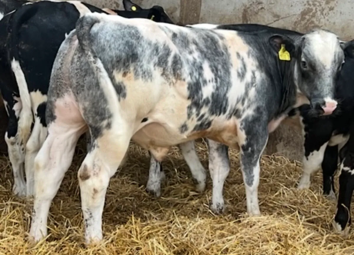 Super Blue Bull Weanlings - Image 4