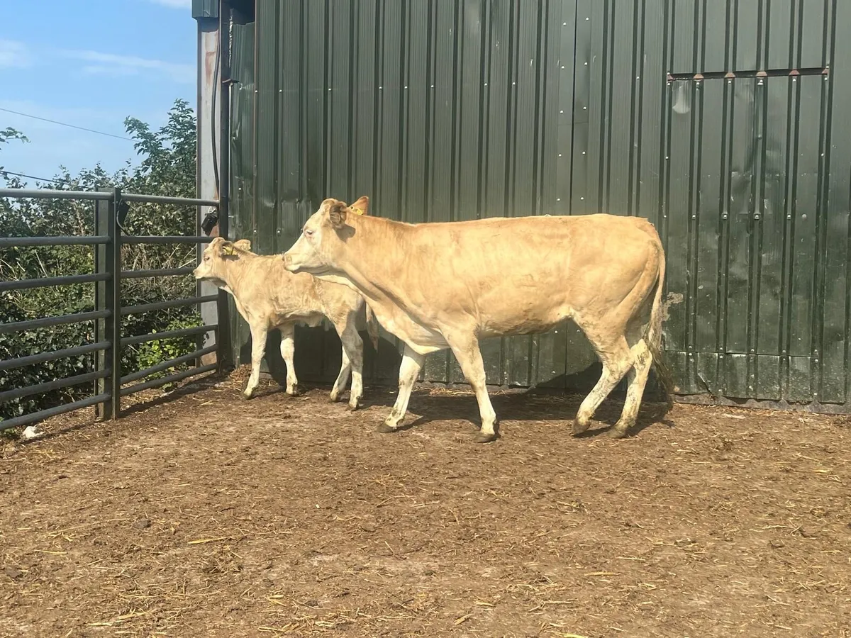 Super first calving cow and heifer calf’ - Image 1