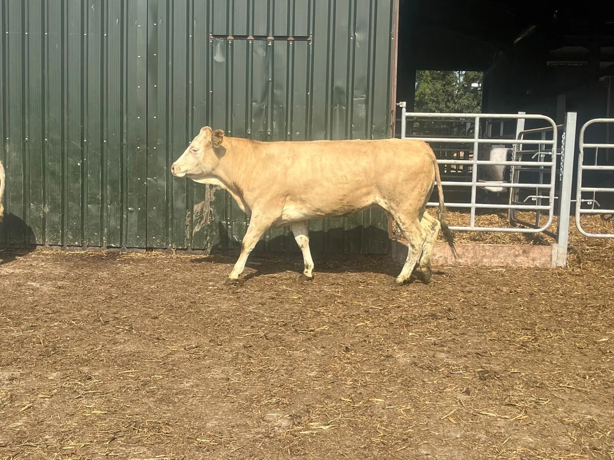 Super first calving cow and heifer calf’ - Image 2