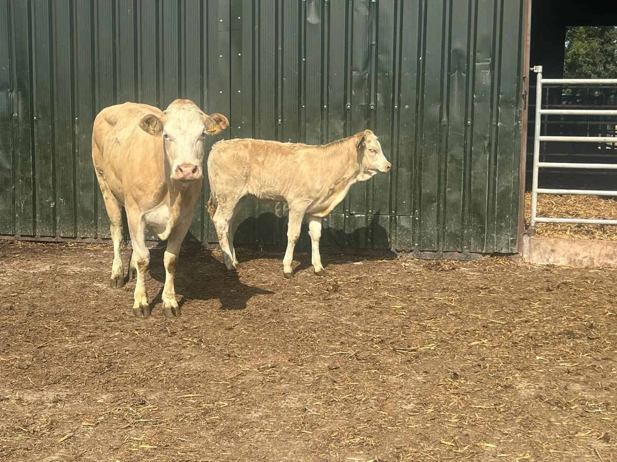 Super first calving cow and heifer calf’ - Image 3