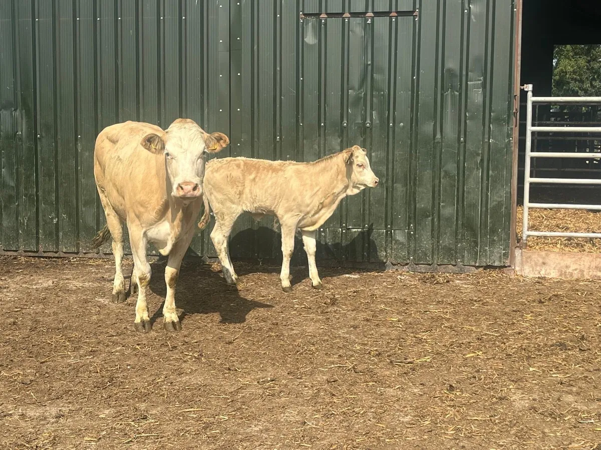 Super first calving cow and heifer calf’ - Image 4