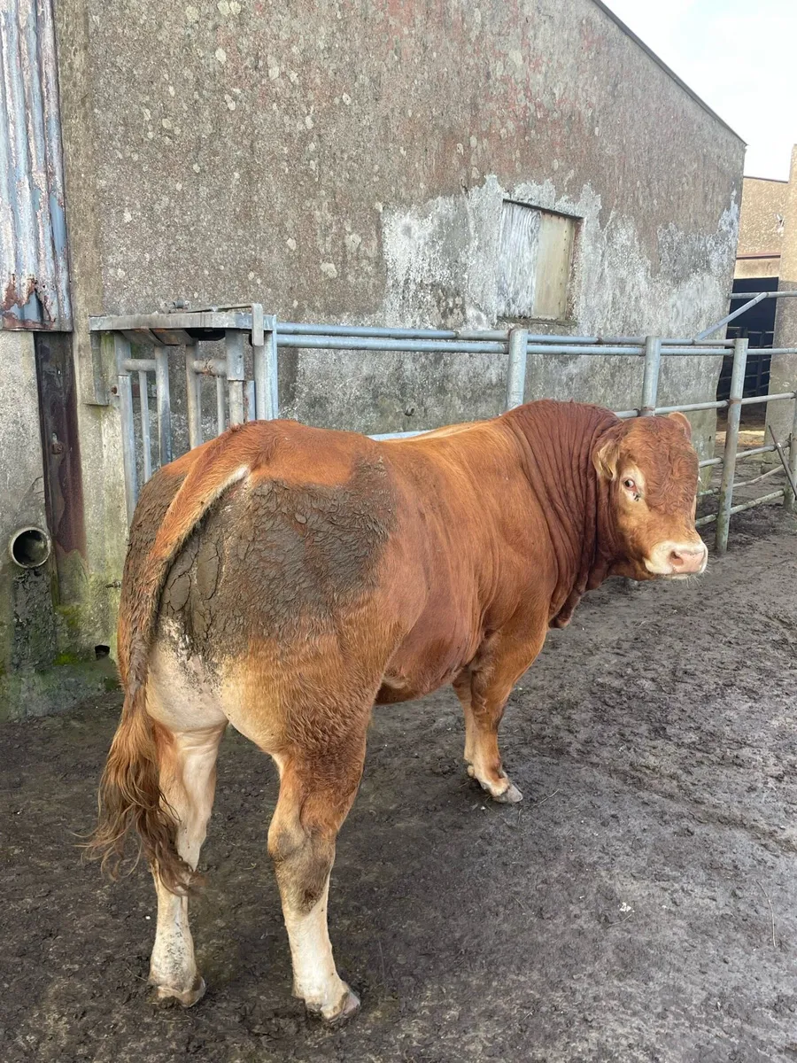 Purebreed 5 star Limousin bull for sale - Image 1