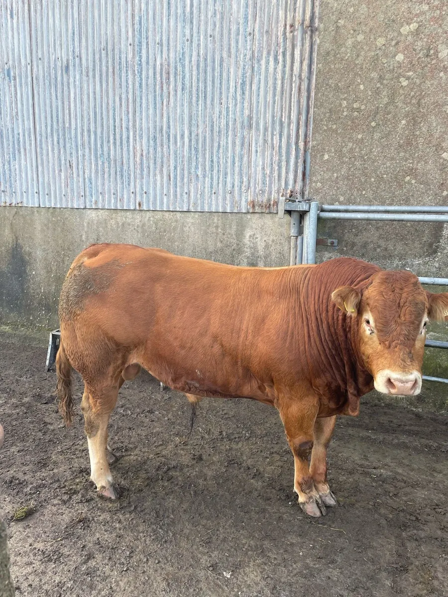 Purebreed 5 star Limousin bull for sale - Image 2