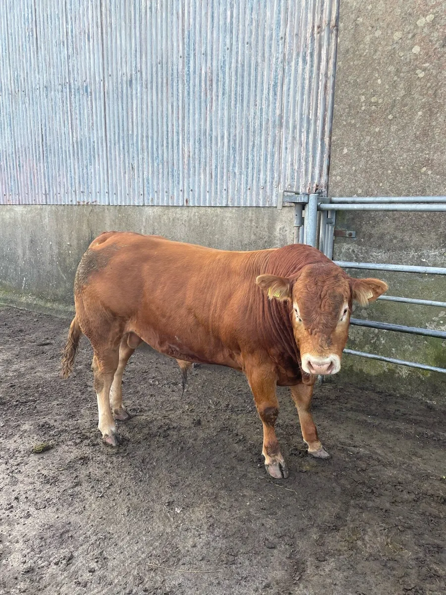 Purebreed 5 star Limousin bull for sale - Image 3