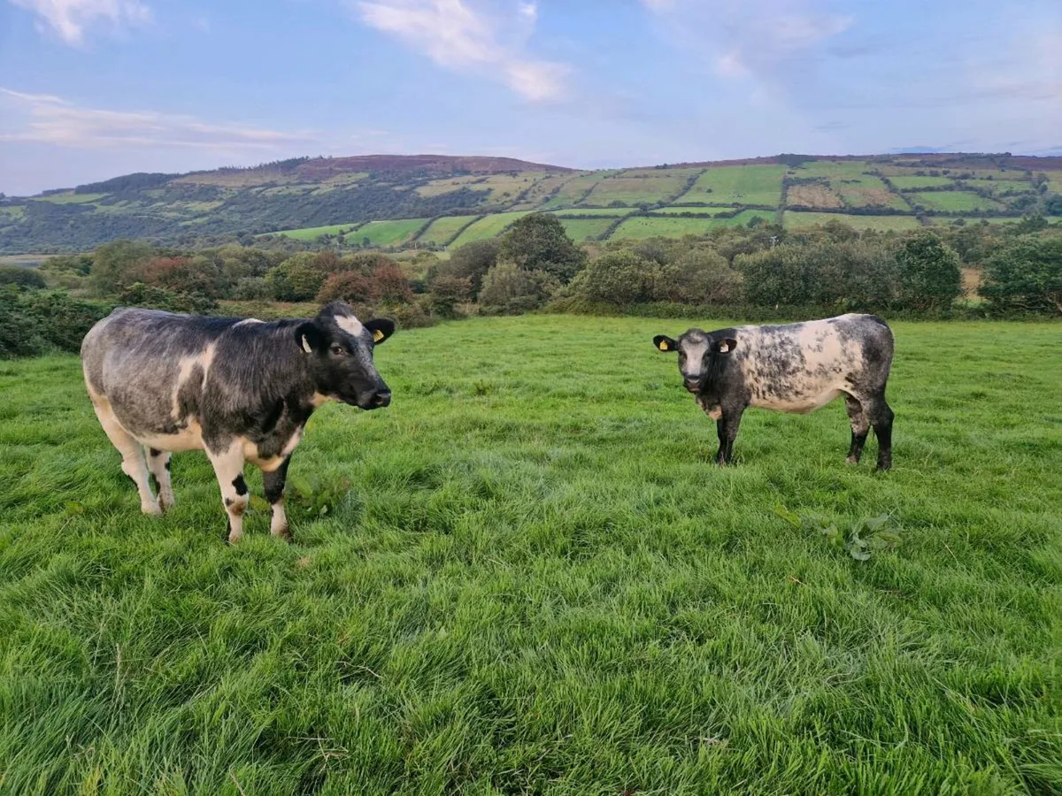 Breeding heifer - Image 1