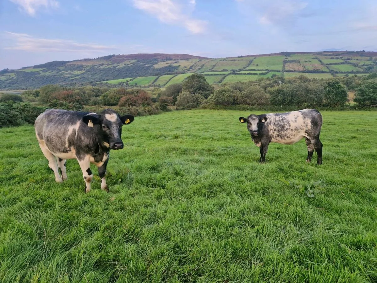 Breeding heifer - Image 2