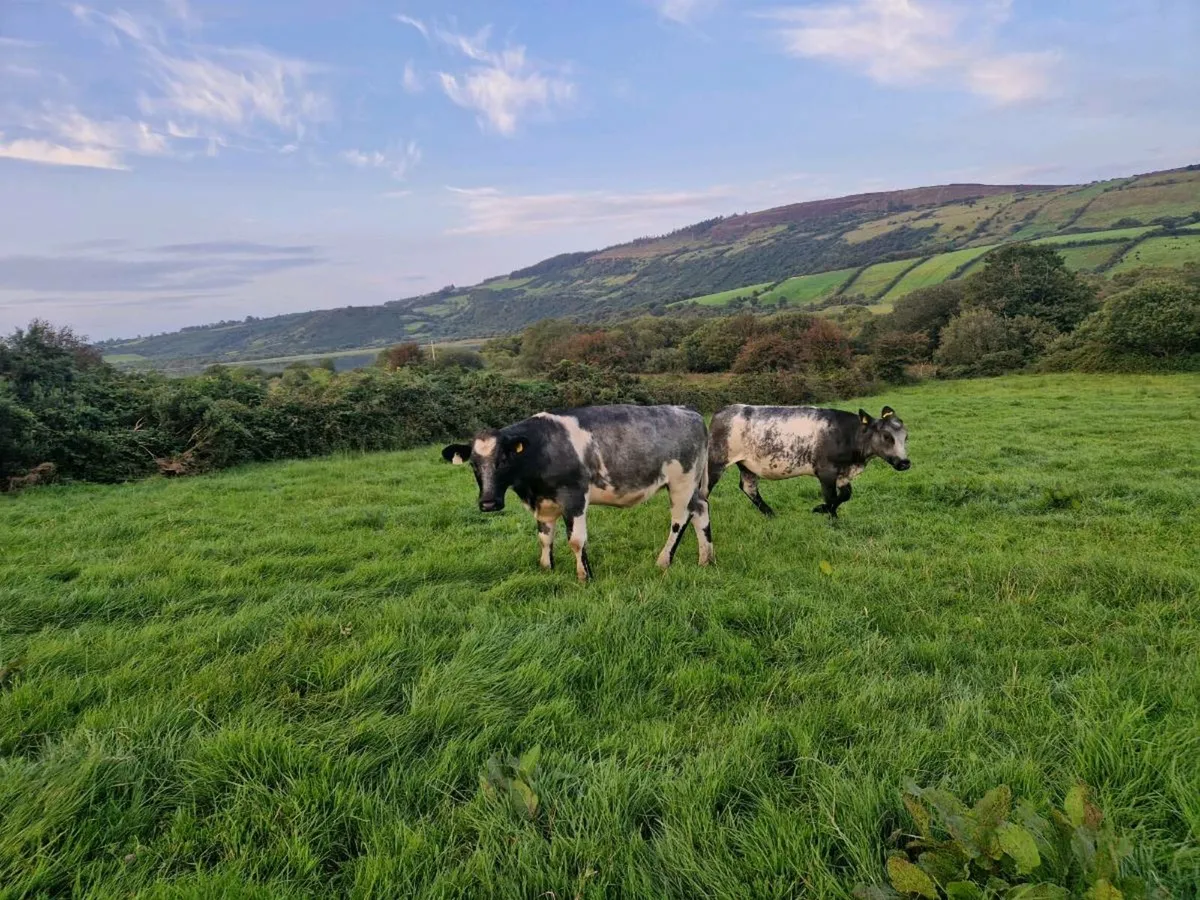Breeding heifer - Image 3