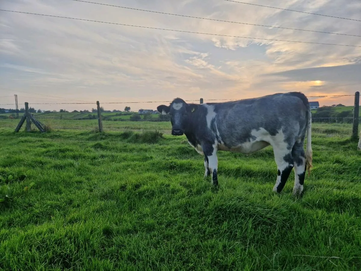 Breeding heifer - Image 4
