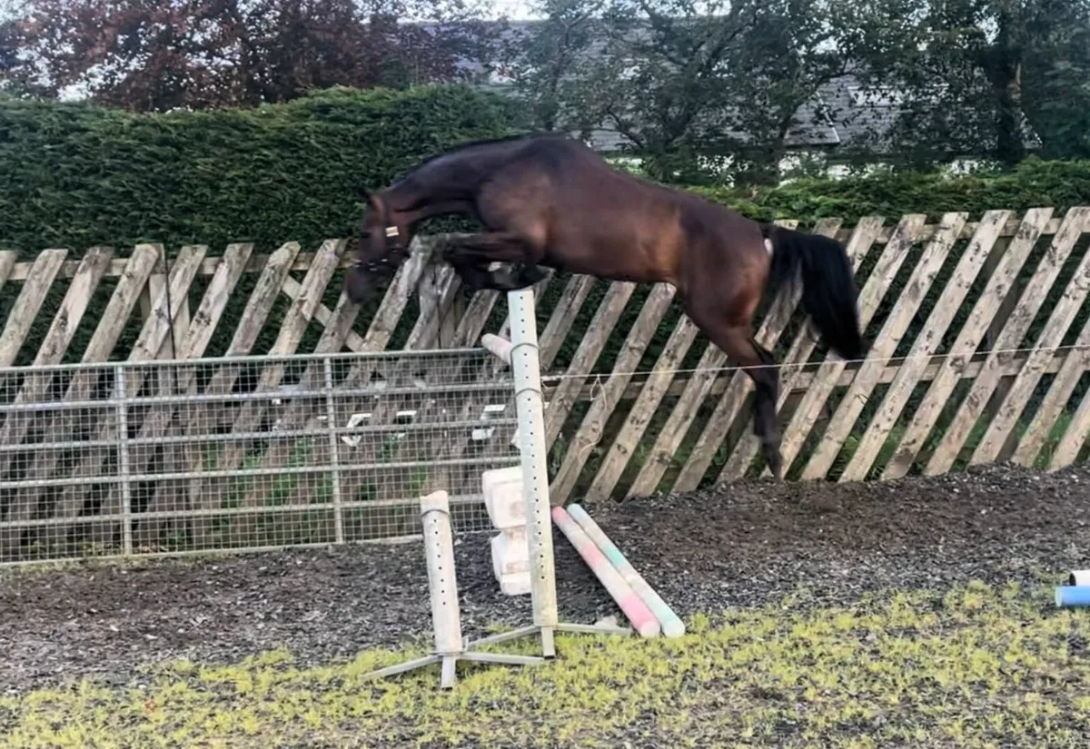 Dourkhan Hero Z 3yo Gelding - Image 1