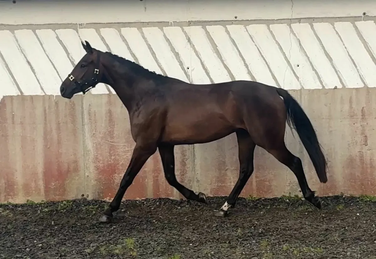 Dourkhan Hero Z 3yo Gelding - Image 4