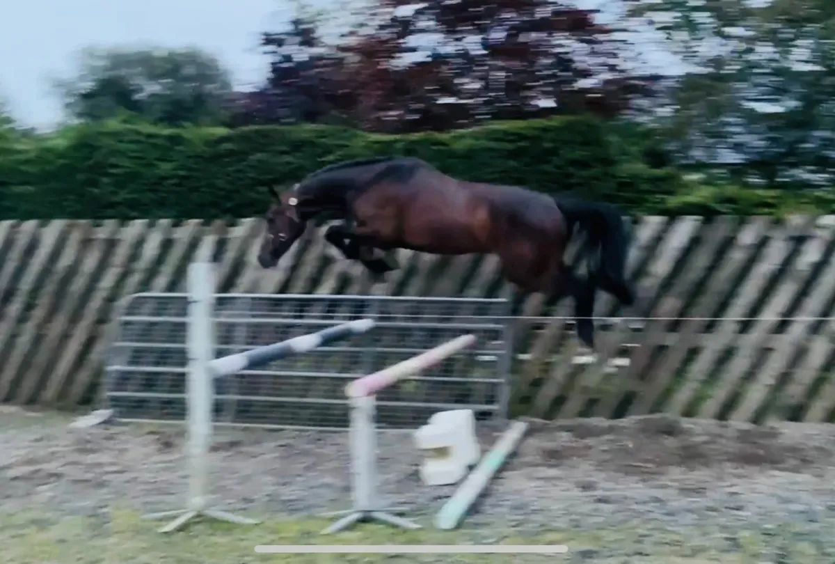 Dourkhan Hero Z 3yo Gelding - Image 3
