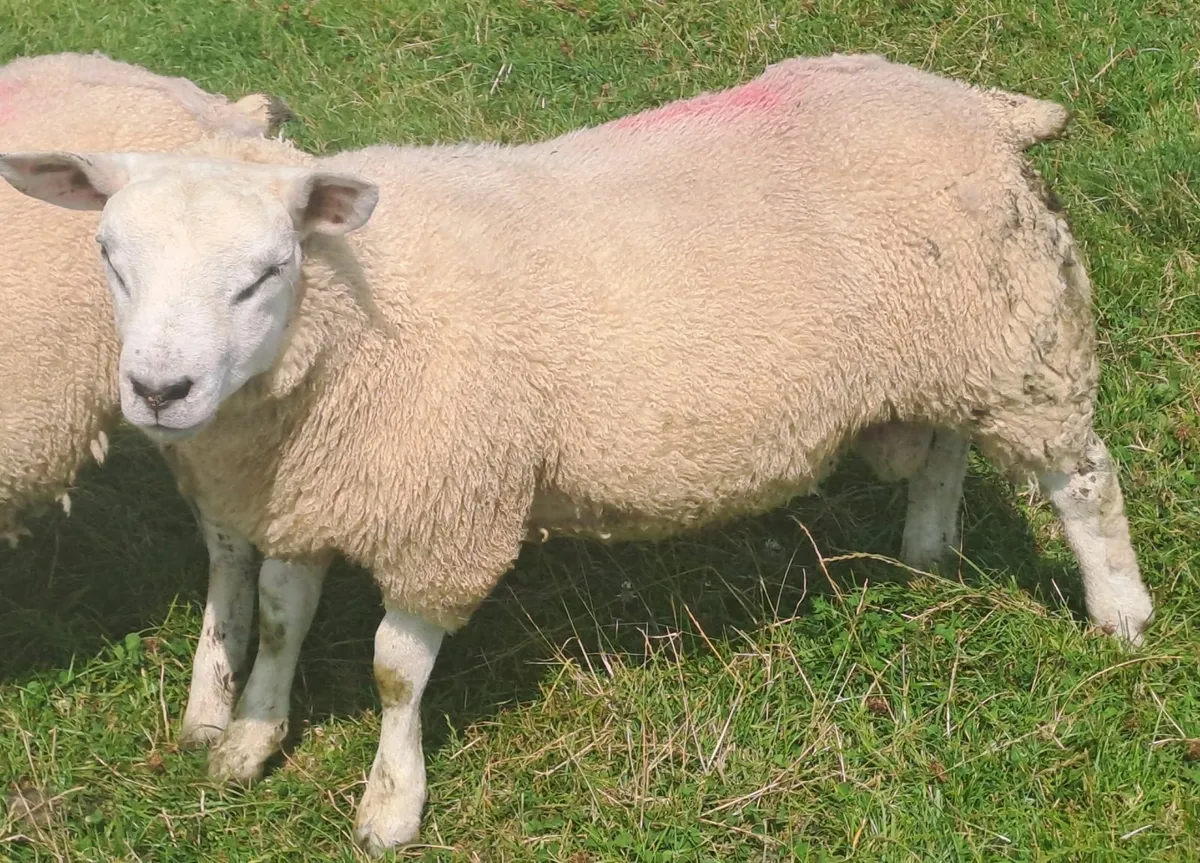 Pedigree texel ram lamb - Image 1