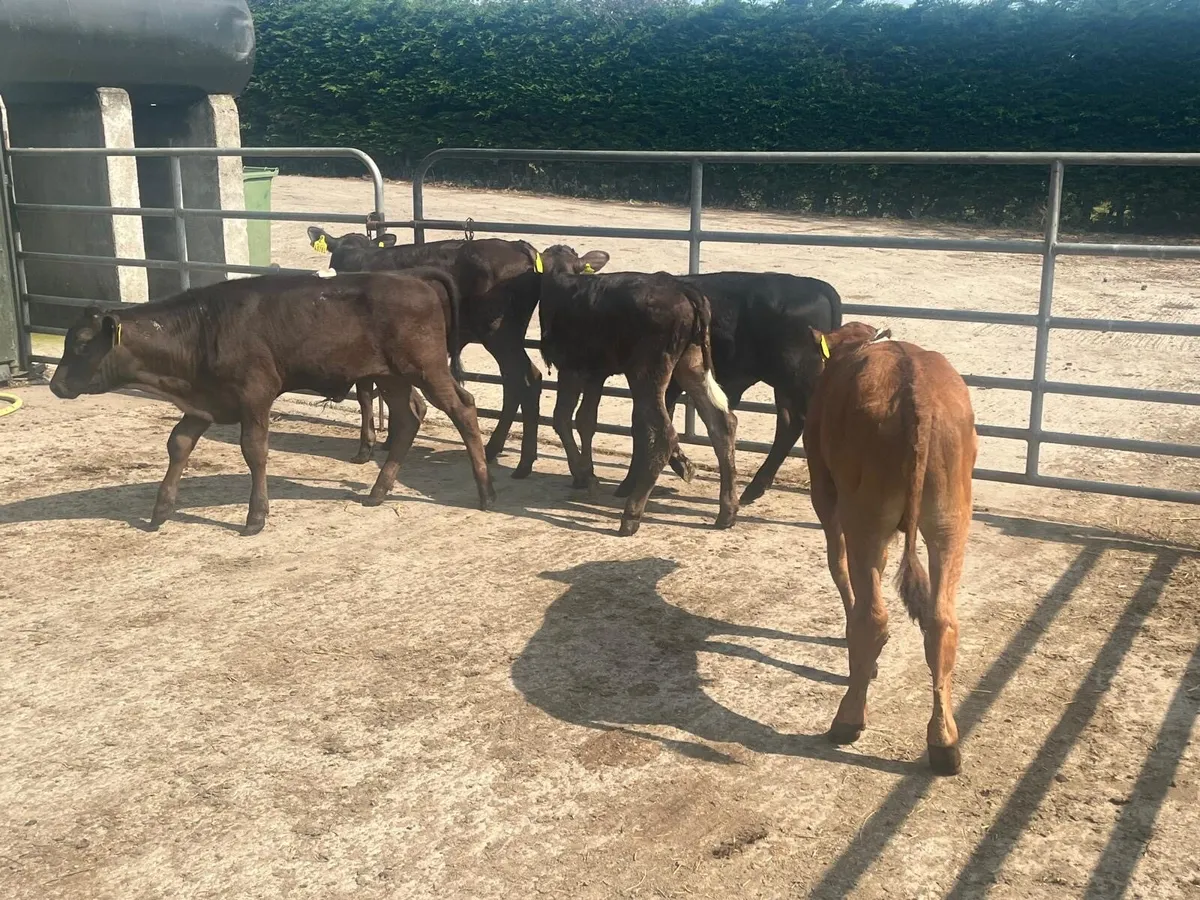 5 super  reared Angus and limosin bulls - Image 1