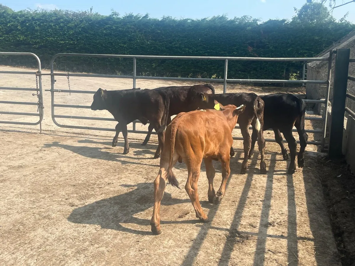 5 super  reared Angus and limosin bulls - Image 2