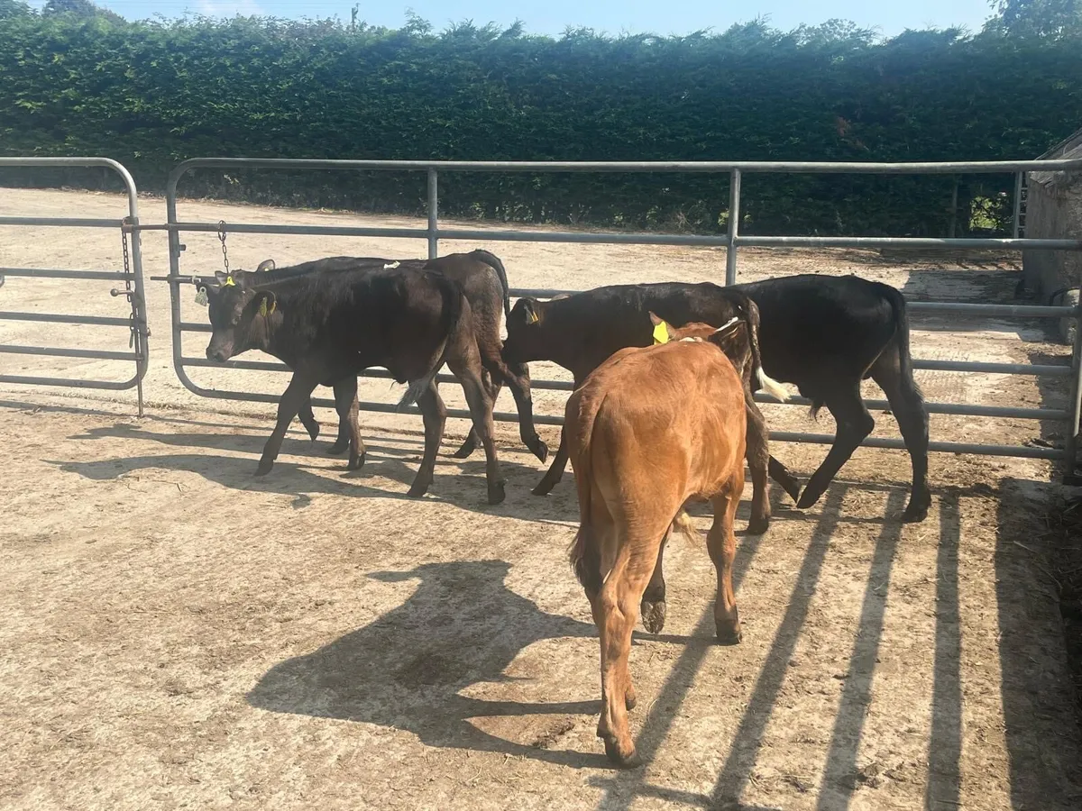 5 super  reared Angus and limosin bulls - Image 3