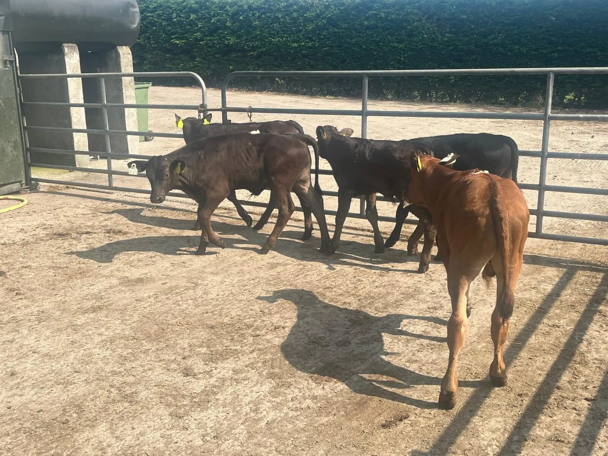 5 super  reared Angus and limosin bulls - Image 4