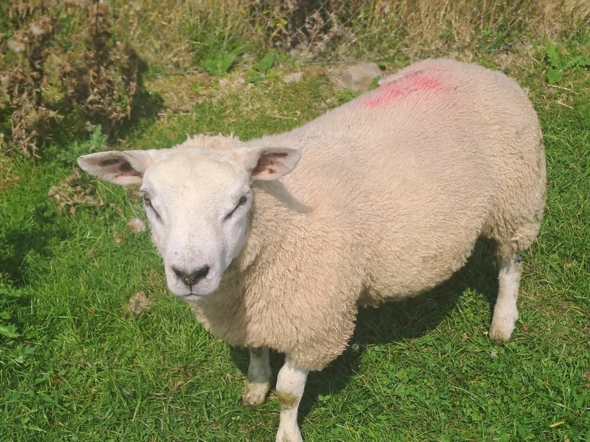 Pedigree texel ram lamb - Image 2