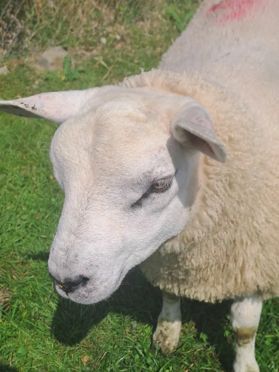 Pedigree texel ram lamb - Image 3