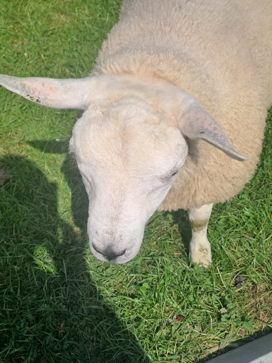 Pedigree texel ram lamb - Image 4