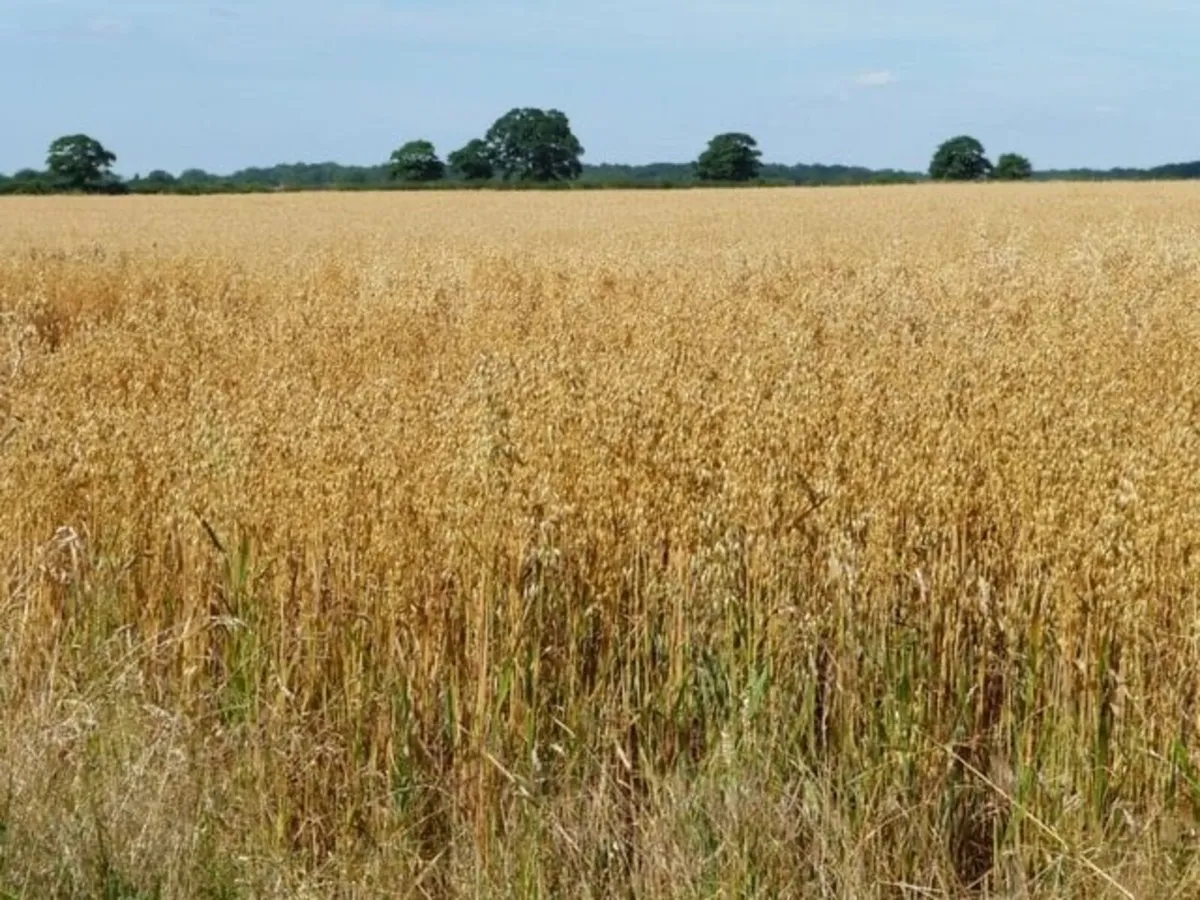 Oaten Straw