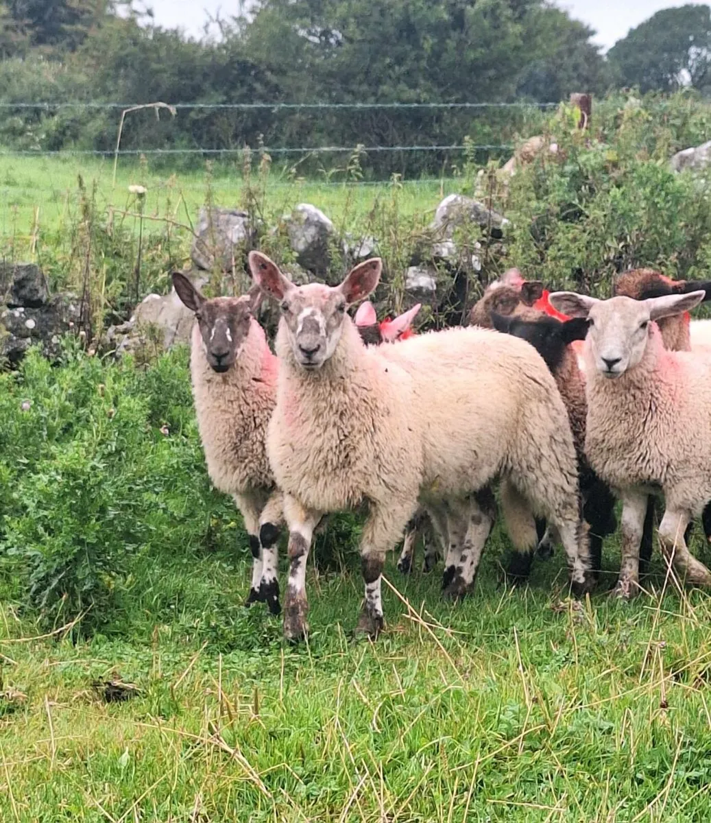 Light Ewe Lambs - Image 1