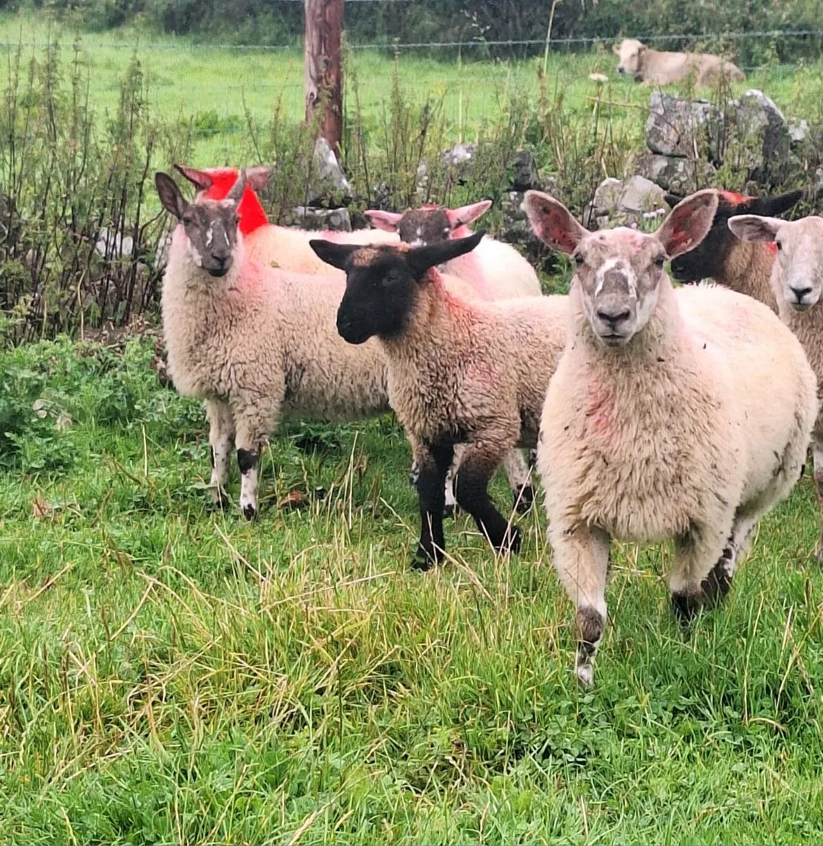 Light Ewe Lambs - Image 2