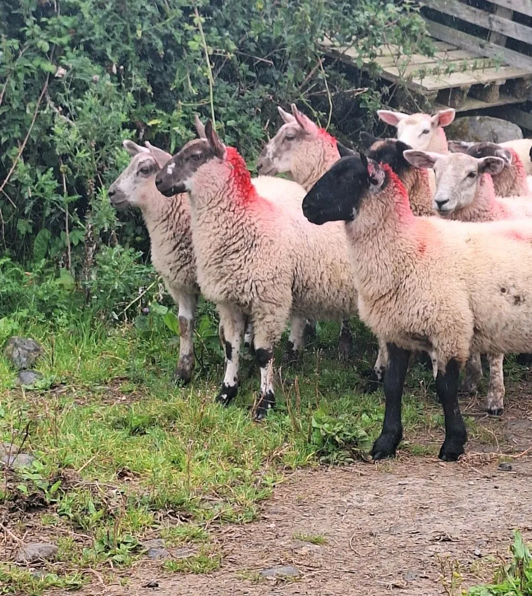 Light Ewe Lambs - Image 3