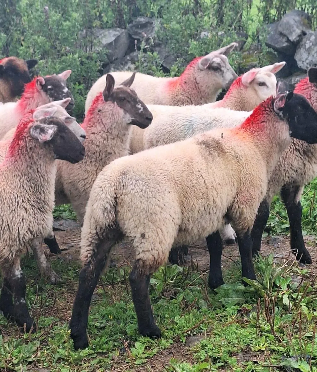Light Ewe Lambs - Image 4