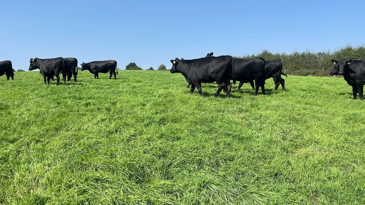 28 Angus Heifers - Image 4