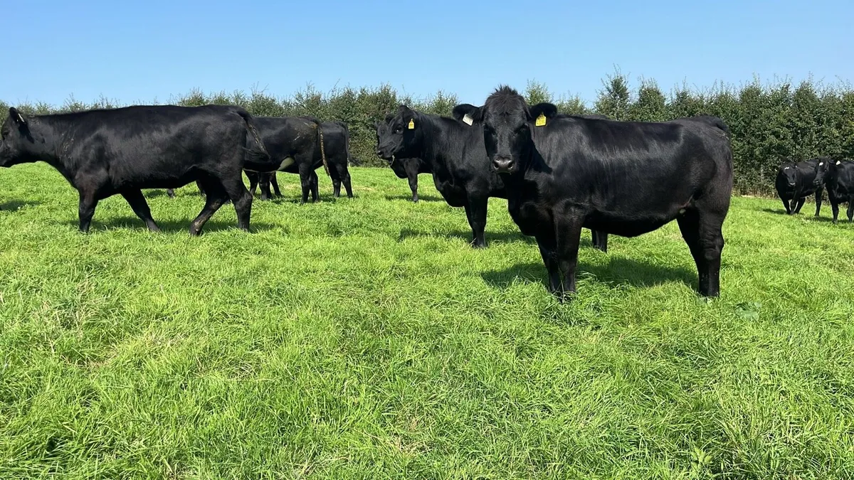 28 Angus Heifers - Image 3