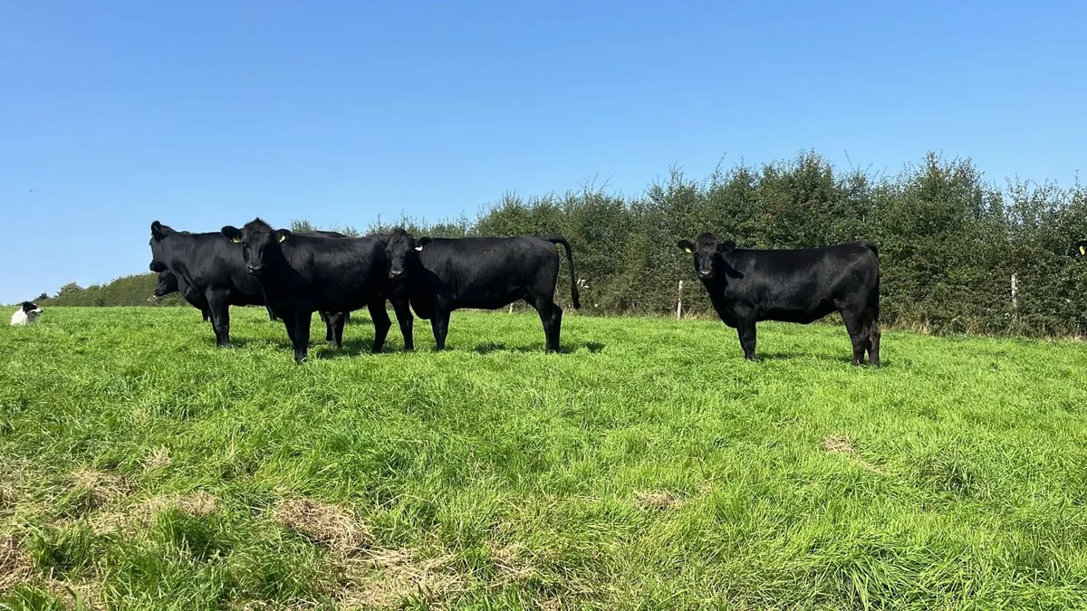 28 Angus Heifers - Image 2