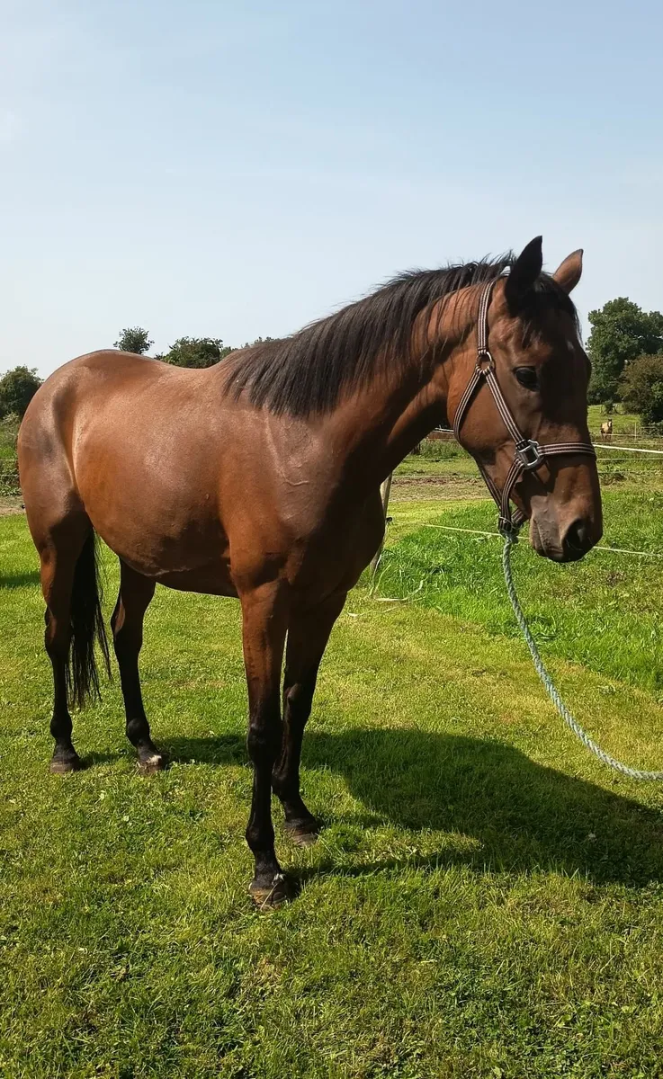Connie TB x ISH 4 year old - Image 2