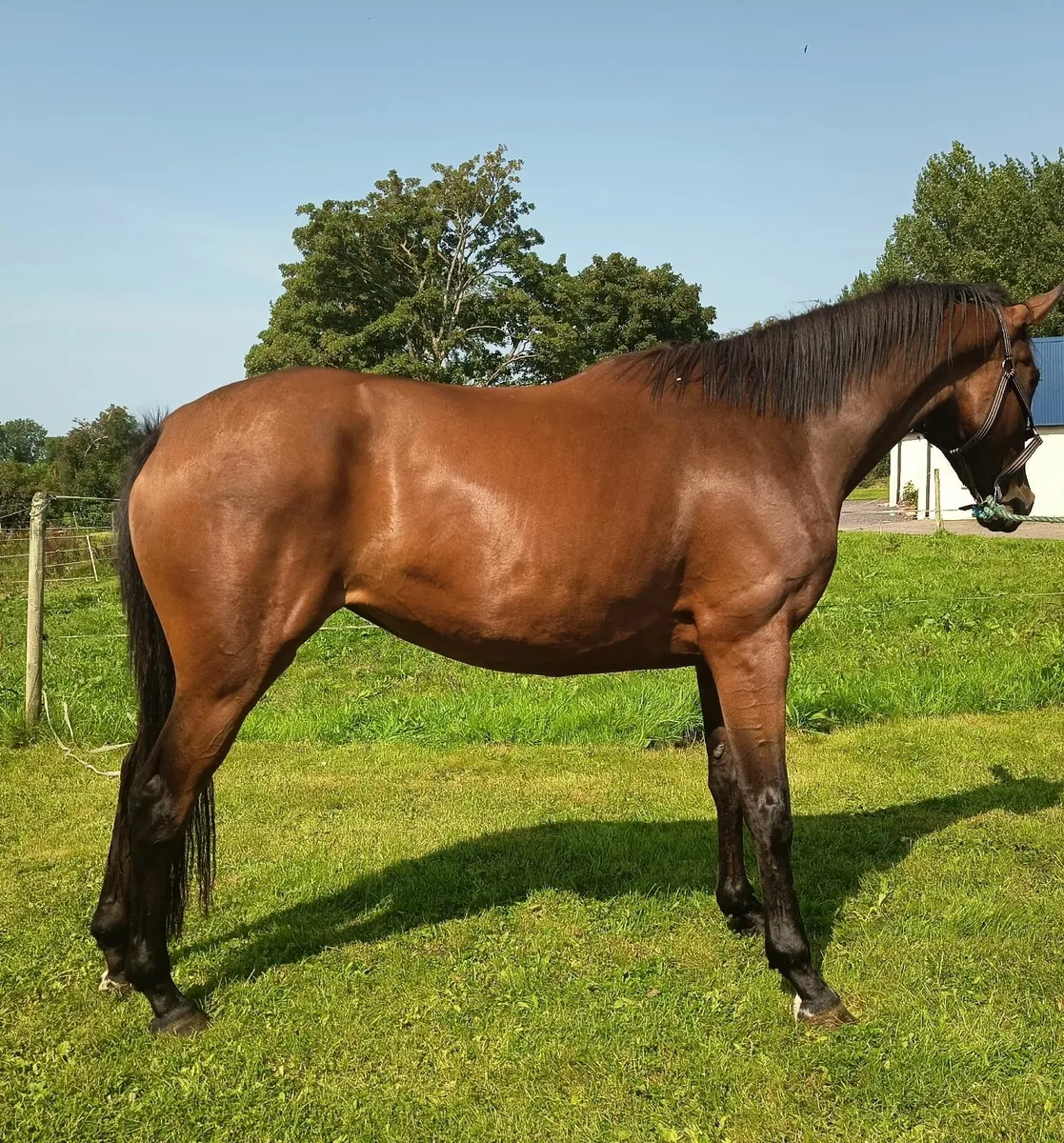 Connie TB x ISH 4 year old - Image 1