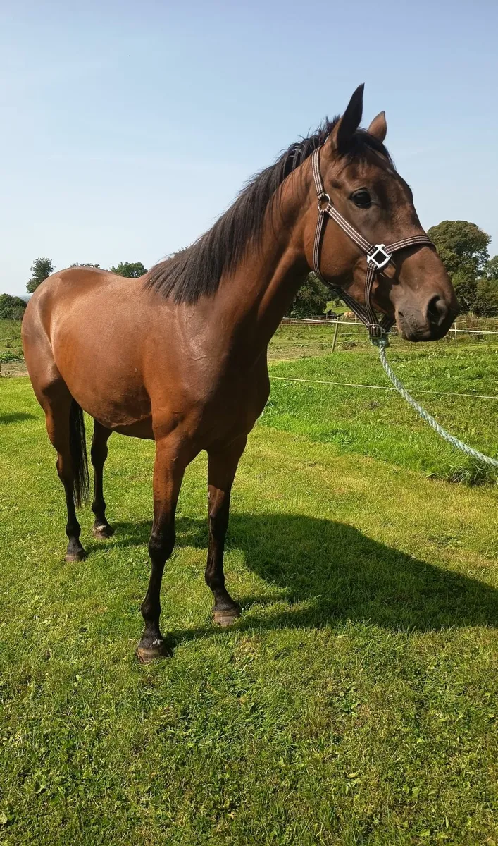 Connie TB x ISH 4 year old - Image 3