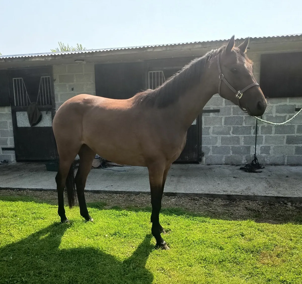 Connie TB x ISH 4 year old - Image 4