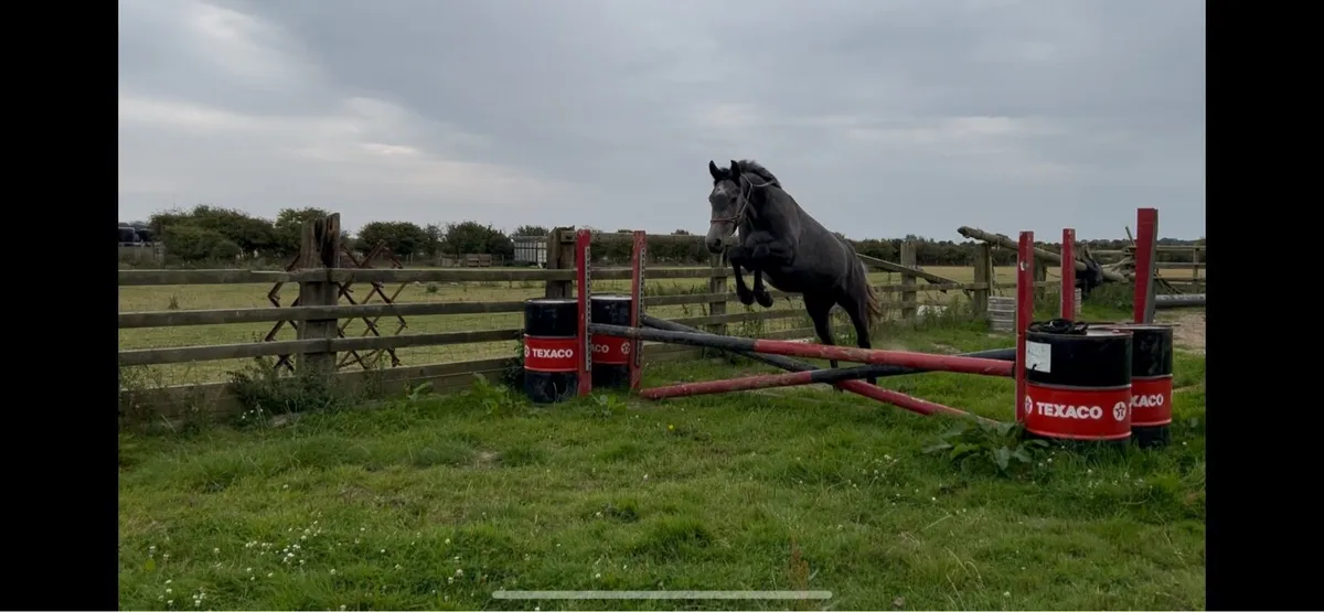 Top jumping prospect - Image 1