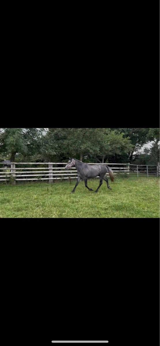 Top jumping prospect - Image 2