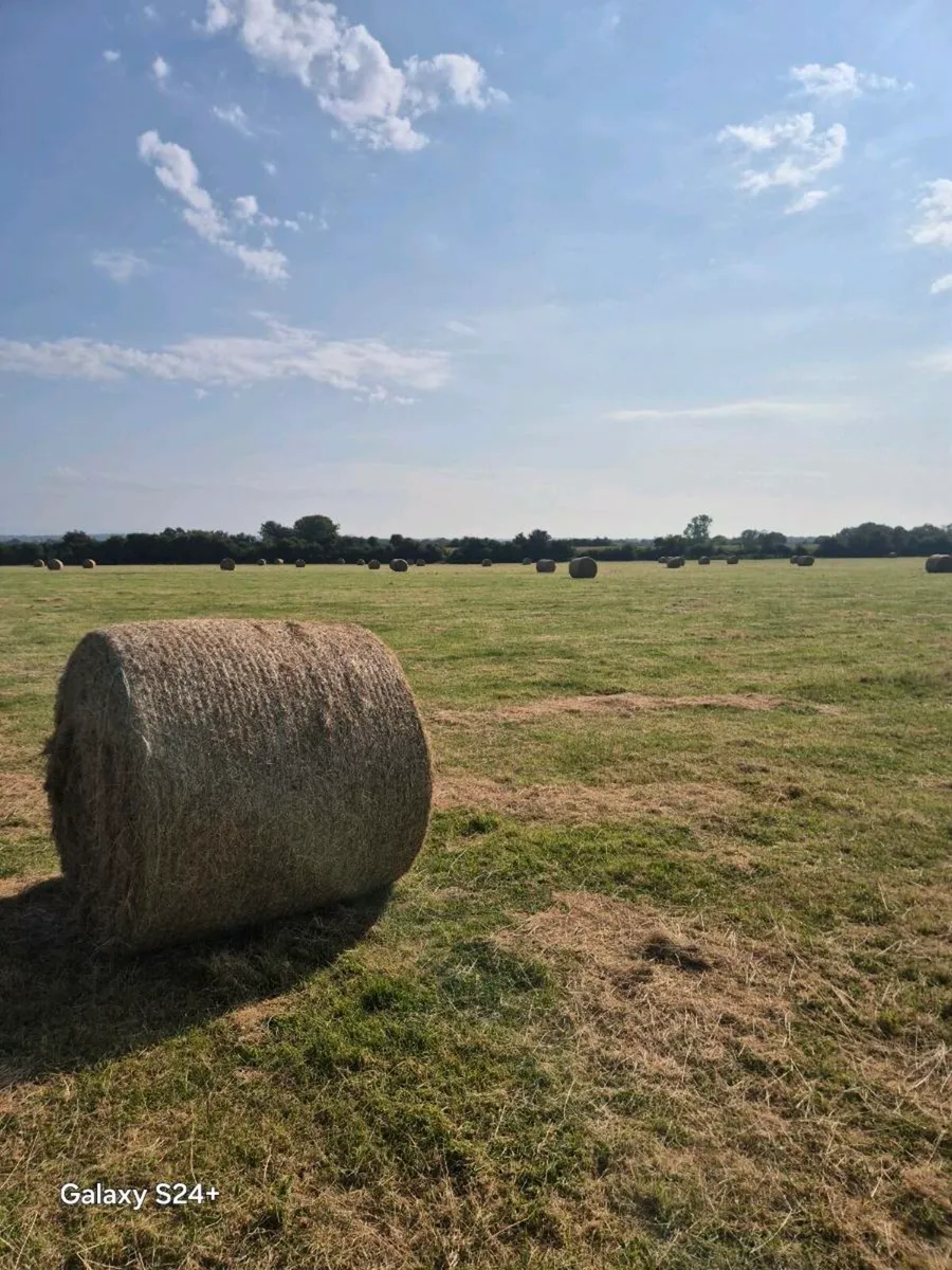 Hay