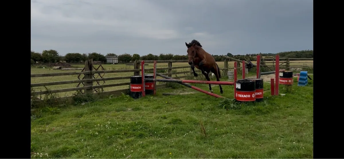 3yo filly - Image 1