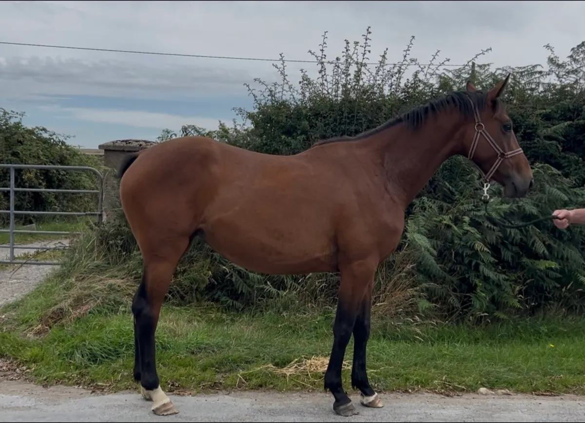 3yo filly - Image 2