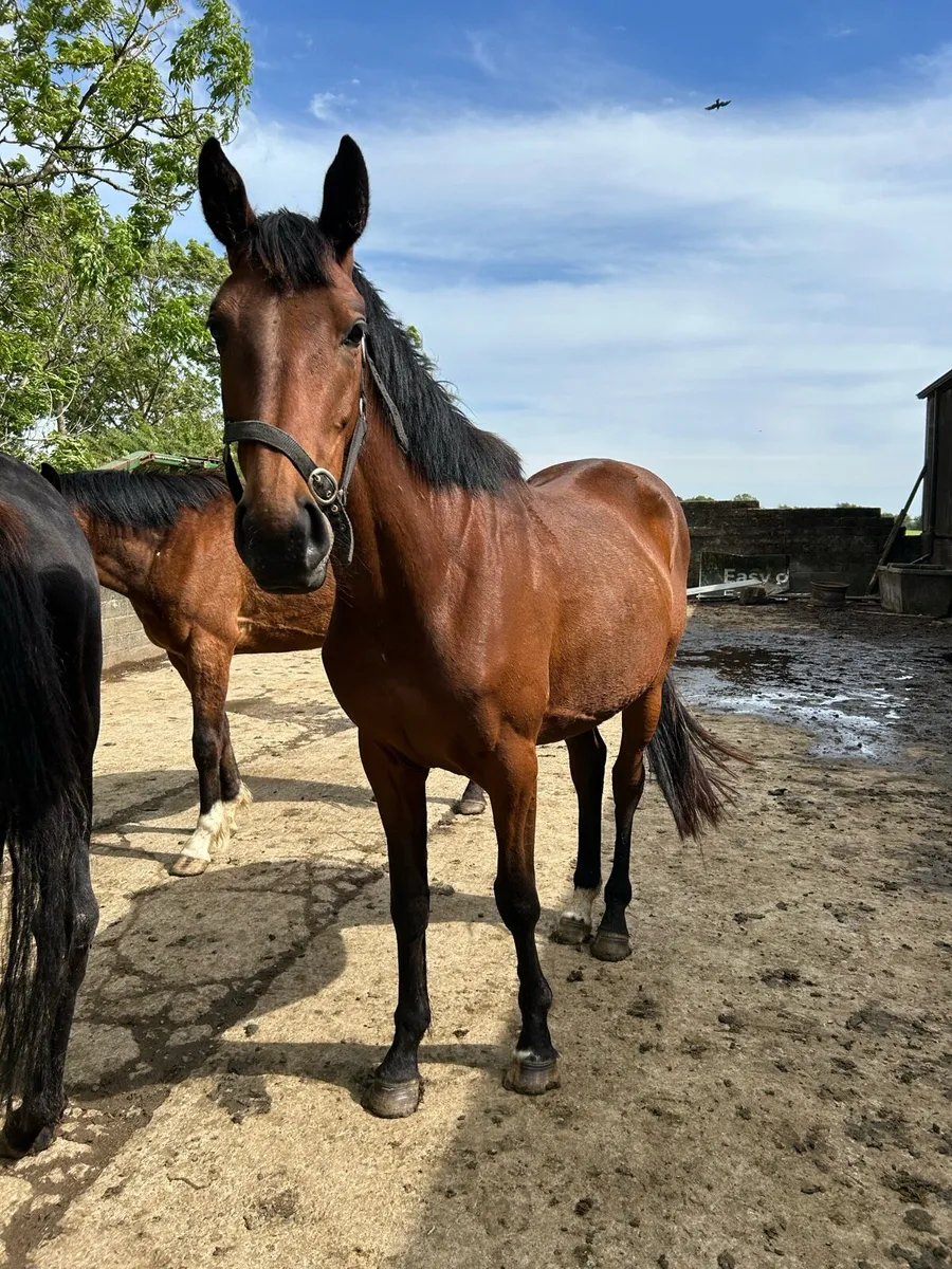 3yo filly - Image 3