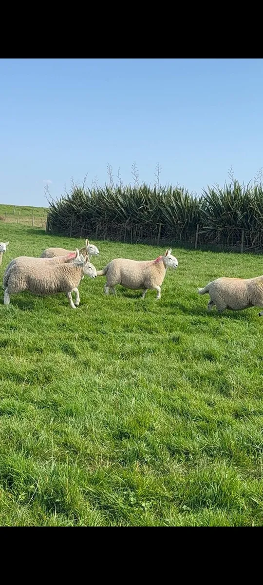 North country cheviot Ewe lambs - Image 1