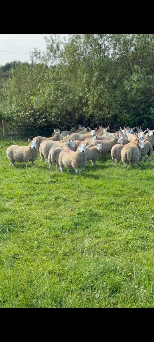 North country cheviot Ewe lambs - Image 2