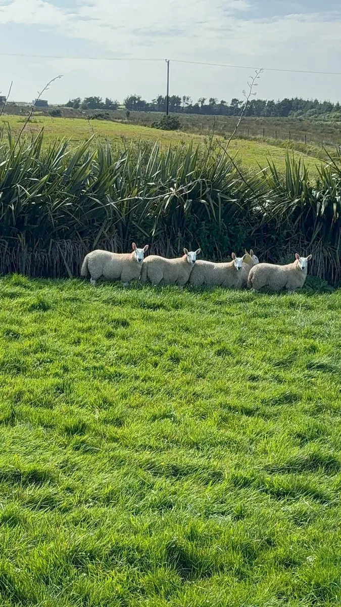 North country cheviot Ewe lambs - Image 3