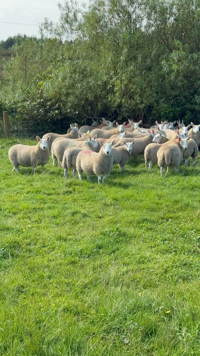 North country cheviot Ewe lambs - Image 4