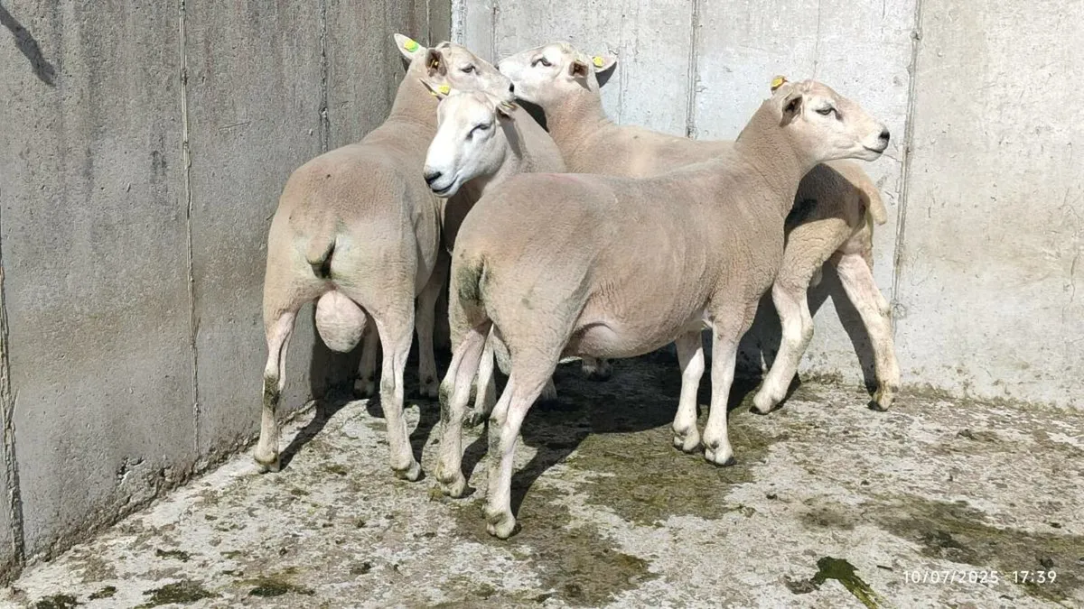 Lleyn Rams - Image 1